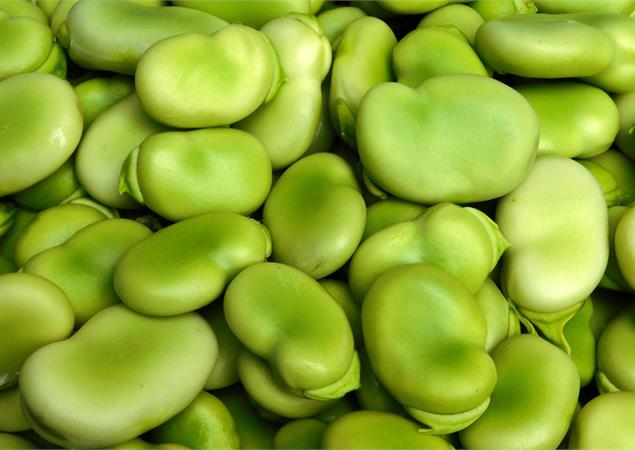 Fava Bean eiwit isolaat
