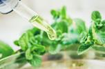 Plantenextracten